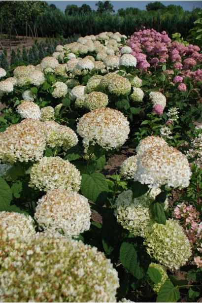 Гортензія Стронг Аннабель - ком25кг/вис.100-120см/Ø80-100см